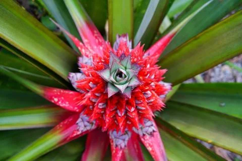 Close up pineapple in farm Stock Photos