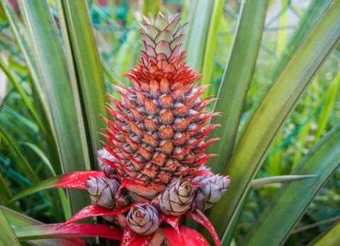Close up pineapple in farm Stock Photos