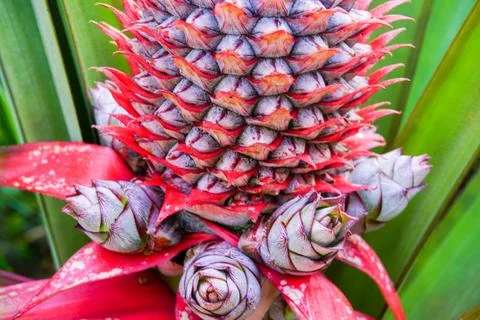 Close up pineapple in farm Stock Photos