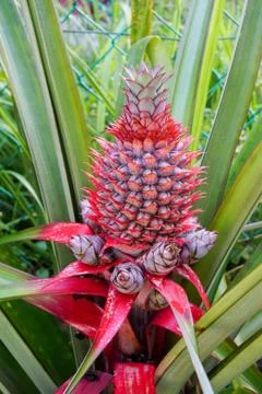 Close up pineapple in farm Stock Photos