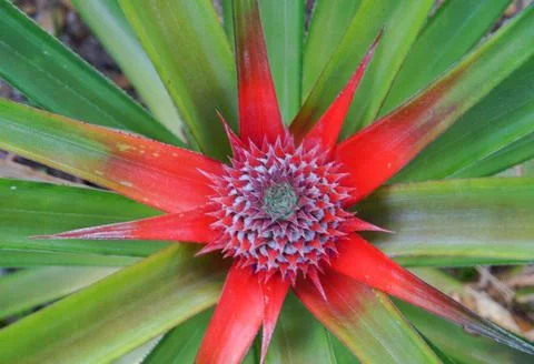 Close up pineapple in farm Stock Photos