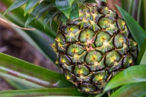 A close-up of pineapple fields in Okinawa, showing pineapples growing in th.. Stock Photos