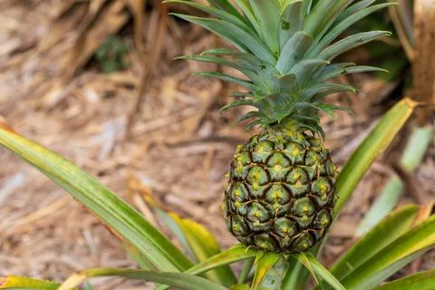 A close-up of pineapple fields in Okinawa, showing pineapples growing in th.. Stock Photos