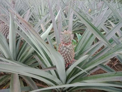 Close up of pineapple at the garden. Stock Photos