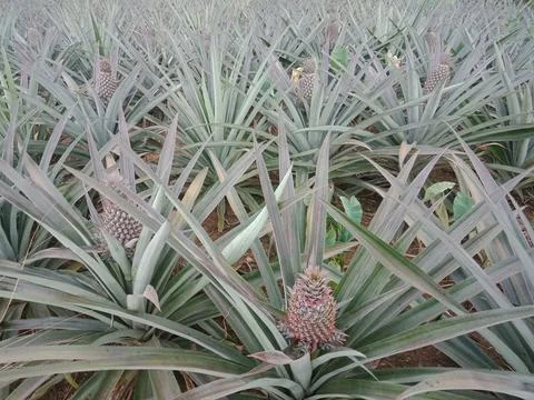 Close up of pineapple at the garden. Stock Photos