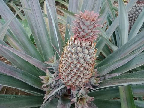 Close up of pineapple at the garden. Stock Photos