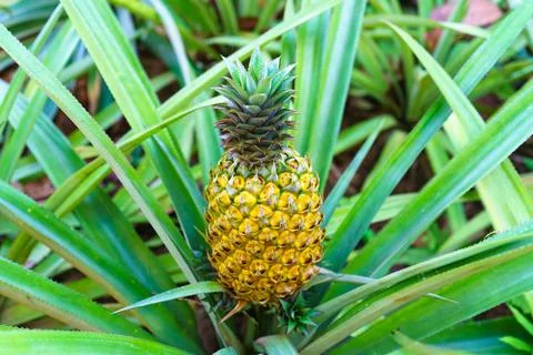 Close-Up Of Pineapple Growing On Plant Stock Photos