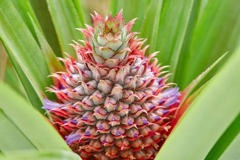 Close-up of pineapple growing on plant Stock Photos
