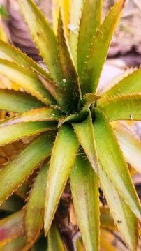 Close-up of pineapple leaves Stock Photos