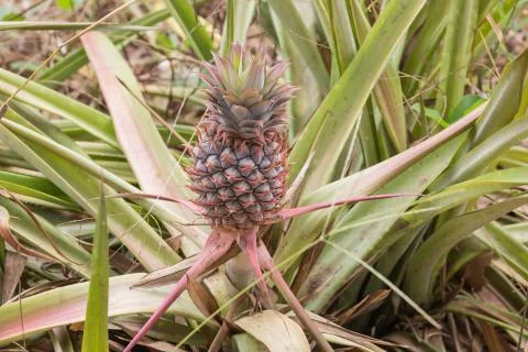 Close-up of a pineapple Stock Photos
