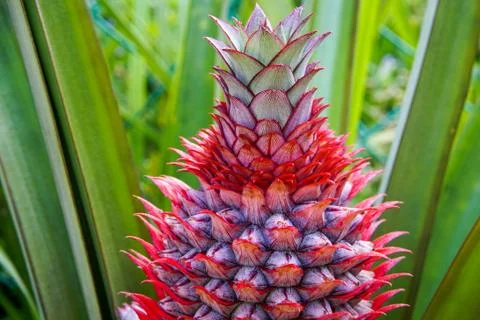 Close up pineapple Stock Photos