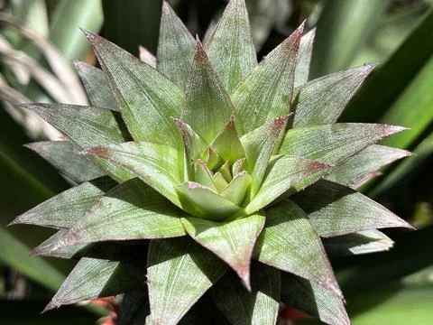 Close up of a pineapple plant crown with sharp silvery green leaves pattern Stock Photos