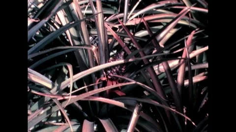 Close-up of Pineapple Plant Stock Footage 278217392