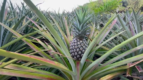 Close-up of pineapple in plantation field Stock Footage 246850822