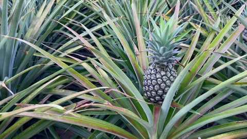 Close-up of pineapple in plantation fiel... | Stock Video | Pond5