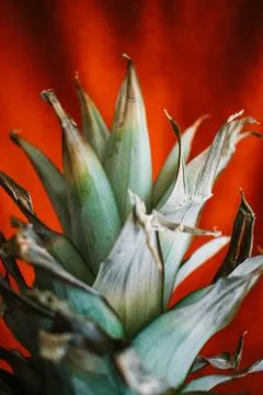 Close up of a pineapple on a red background Stock Photos