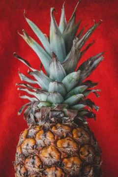Close up of a pineapple on a red background Stock Photos