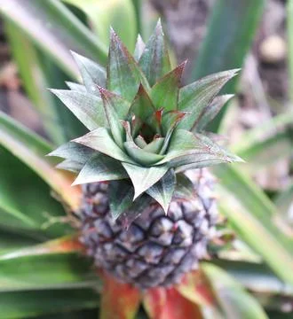 Close Up of Pineapple Top with Sharp Green Leaves and Textured Outer Skin Stock Photos
