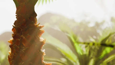 Close up of a pineapple on a tropical plant in sunlight Stock Footage 343519982