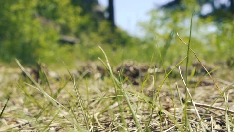 Close up from Pinecone falling Stock Footage 112777580