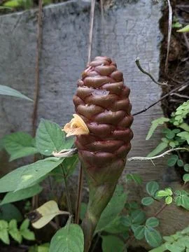 Close Up of Pinecone Ginger Flower Zingiber Zerumbet in Garden Stock Photos