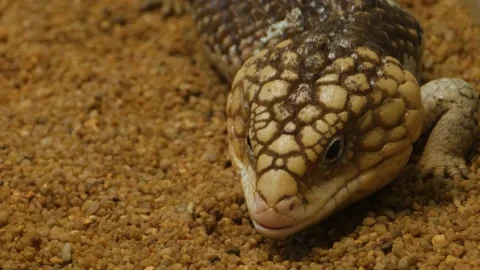 Close up of Pinecone lizard Stock Footage 135190200