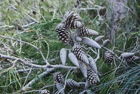 A close-up of pinecones and green pine needles on a branch, showing intricate Stock Photos