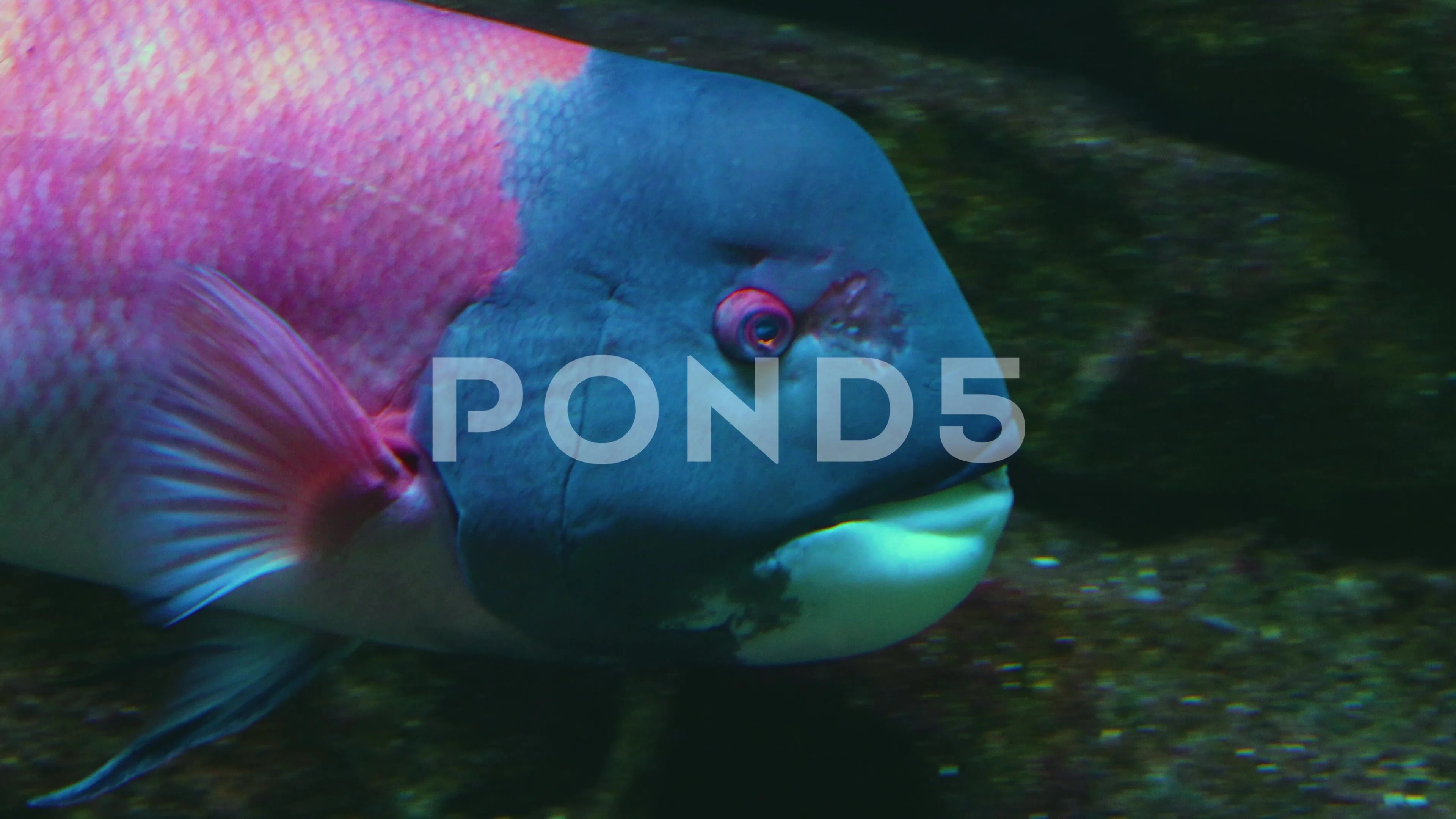 Close up of pink and blue tropical fish, Stock Video