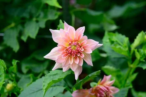 Close up of a pink and orange Mango Madness decorative dahlia flower on a g.. Stock Photos