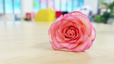 Close-up of a pink and orange two-tone rose on a wooden table. Stock Footage 347514168