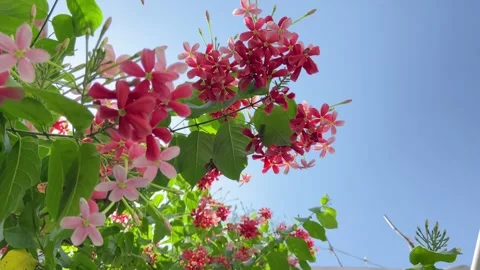 Close-Up of Pink and Red Rangoon Creeper Flowers Blooming Against Blue Sky Stock Footage 338224160