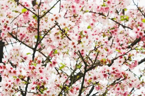 Close up of Pink and white Branch of Blossom pink sakura tree Stock Photos