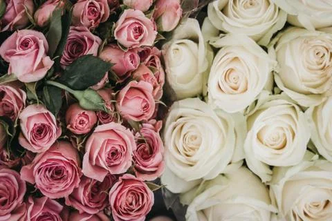 Close up of pink and white bundle of roses. Stock Photos