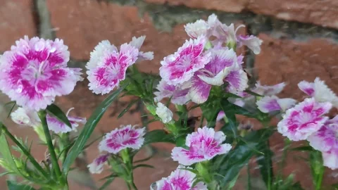 Close-Up Pink and White Carnations 스톡 동영상 338234359