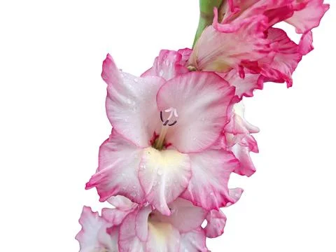 Close-up of a pink and white gladiolus flower isolated on white 库存照片