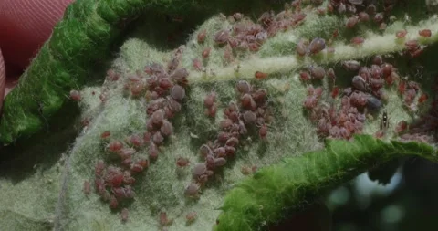 A close-up of a pink apple aphid covering the surface of an apple leaf held 動画素材 317234332