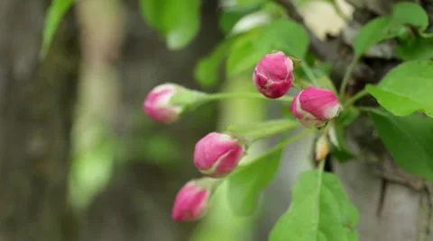 Close-up pink apple tree buds on leafy branch Stock Footage 38824025