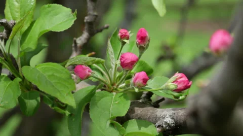 Close-up pink apple tree buds on leafy branch Stock Footage 38824686