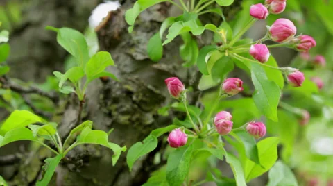 Close-up pink apple tree buds on leafy branch Stock Footage 38831477