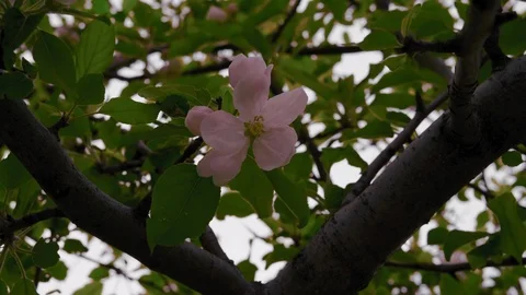 Close-up, Pink Apple Tree Flower at Sunset Stock Footage 114655338