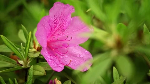 Close Up of a pink azalea flower Vidéo 332681538