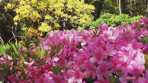 Close up of pink azalia's Stock Footage 91254462