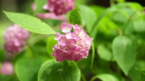Close up of a pink Bigleaf Hydrangea Видео 336649213