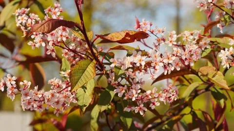 Close up of pink bird cherry tree blossoms swaying in the wind on a sunny day Stock Footage 338117198