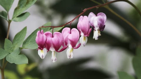 Close-Up of Pink Bleeding Heart Flowers in Bloom Stock Footage 319953986
