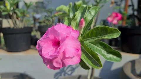 Close-up of a pink blooming flower in a vibrant garden setting. Stock Footage 217414318