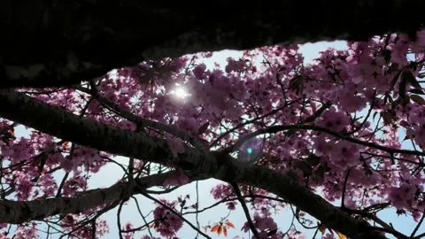 Close up of Pink Blossom on a Tree Stock Footage 151797014