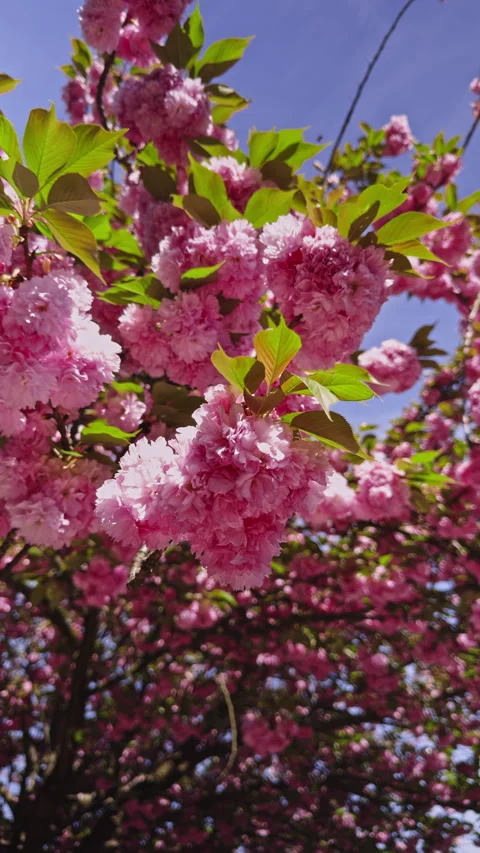 Close-Up of Pink Blossoms on a Spring Day Stock Footage 276837734