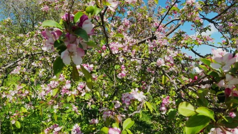 Close Up Of Pink Blossoms On Tree Branch In Spring Garden Stock Footage 344869556