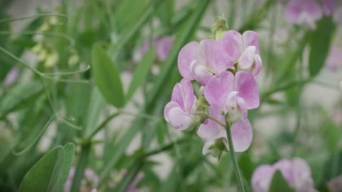 Close up of a pink broad-leaved everlasting sweet pea flower. 4K locked tripod Stock Footage 157127633